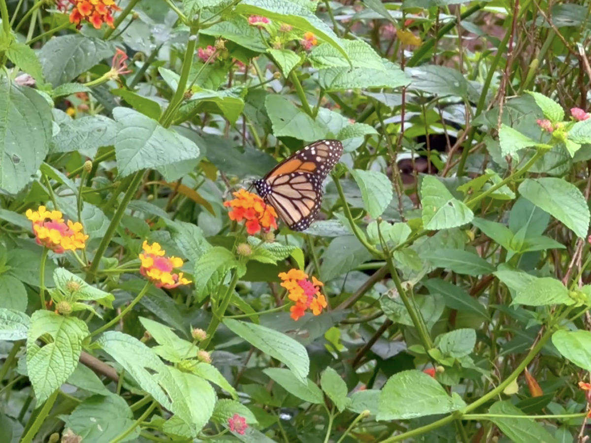 A butterfly garden in Port of Spain,&nbsp;Trinidad