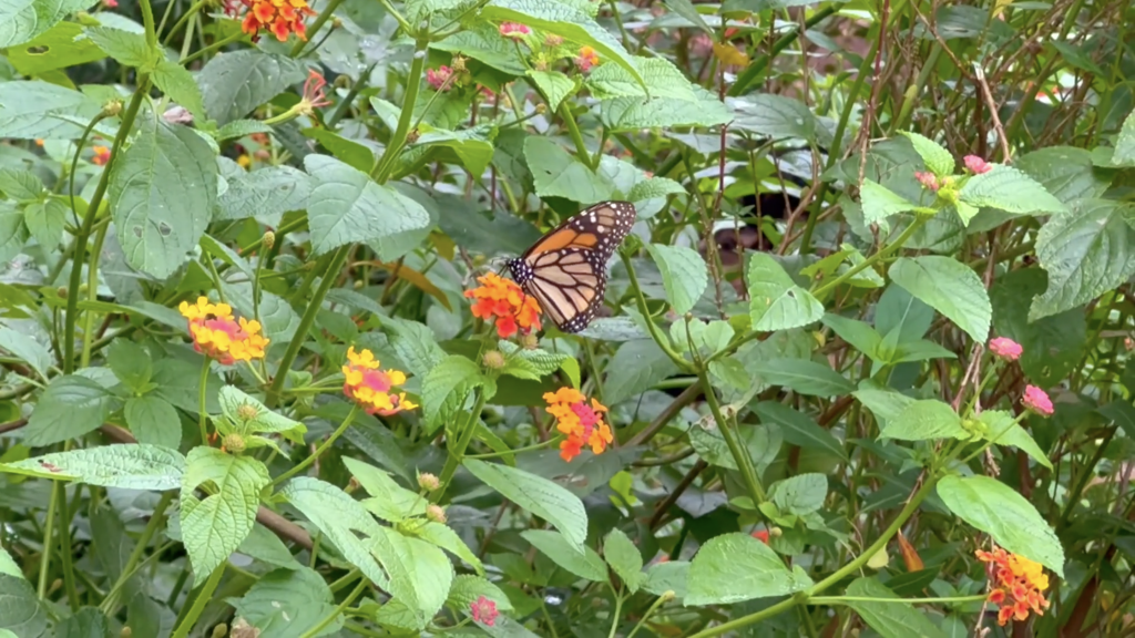 A butterfly garden in Port of Spain,&nbsp;Trinidad